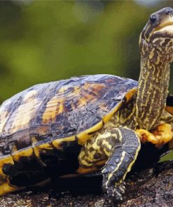 Long Neck Turtle Diamond Painting