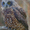 Morepork Bird Diamond Painting