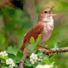 Nightingale Side View Diamond Painting