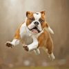 Old English Bulldog Diamond Painting