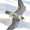 Peregrine Falcon Diamond Painting