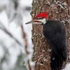 Pileated Woodpecker Diamond Painting