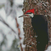 Pileated Woodpecker Diamond Painting