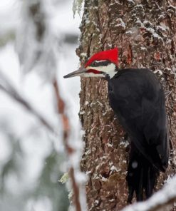 Pileated Woodpecker Diamond Painting