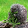 Porcupine Eating Diamond Painting