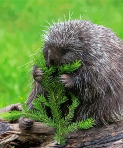 Porcupine Eating Diamond Painting