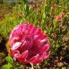 Proteas Flowering Plant Diamond Painting