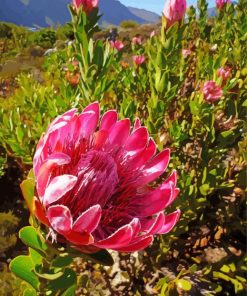 Proteas Flowering Plant Diamond Painting