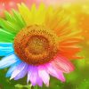 Rainbow Sunflower Diamond Painting