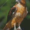 Red Tailed Hawk Diamond Painting