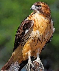 Red Tailed Hawk Diamond Painting