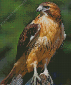 Red Tailed Hawk Diamond Painting