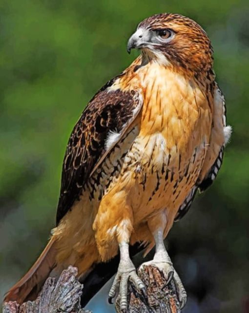 Red Tailed Hawk Diamond Painting