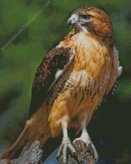 Red Tailed Hawk Diamond Painting