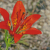 Western Red Lily Flower Diamond Painting