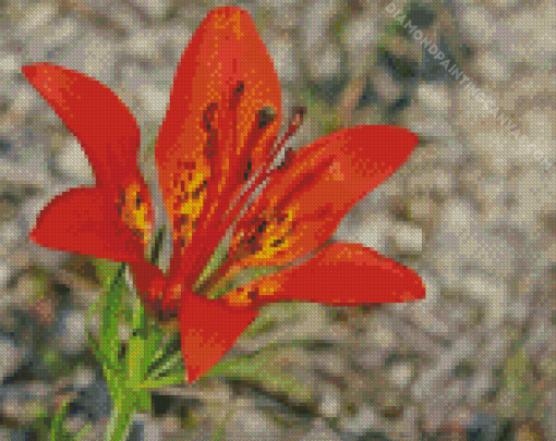 Western Red Lily Flower Diamond Painting