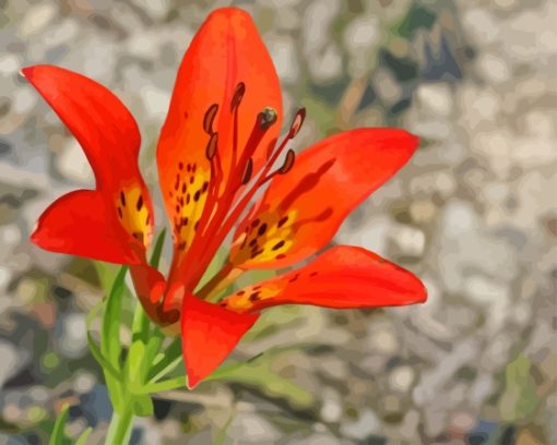 Western Red Lily Flower Diamond Painting