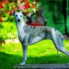 Whippet Dog Diamond Painting