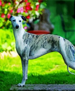 Whippet Dog Diamond Painting