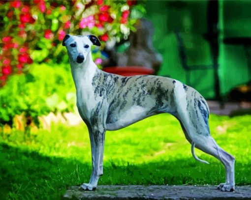 Whippet Dog Diamond Painting