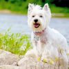 White Scottish Highland Terrier Diamond Painting