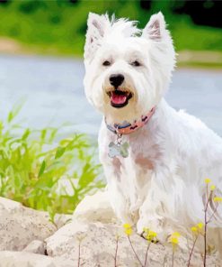 White Scottish Highland Terrier Diamond Painting