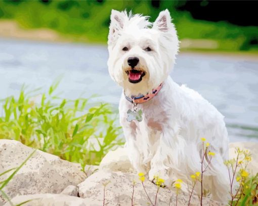 White Scottish Highland Terrier Diamond Painting