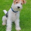 Wire Fox Terrier Dog Diamond Painting