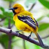 Yellow Oriole Bird Diamond Painting