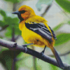 Yellow Oriole Bird Diamond Painting