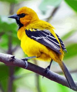 Yellow Oriole Bird Diamond Painting