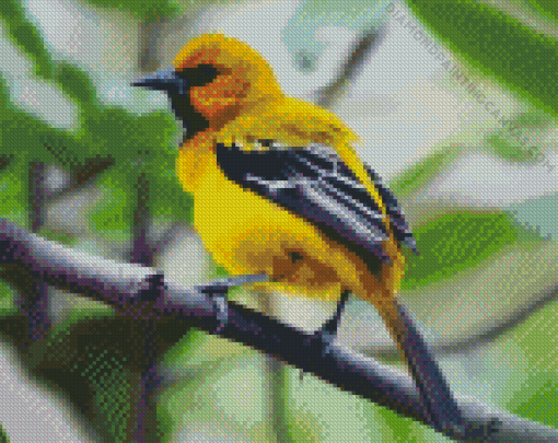 Yellow Oriole Bird Diamond Painting