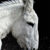 Black And White Donkey Diamond Painting