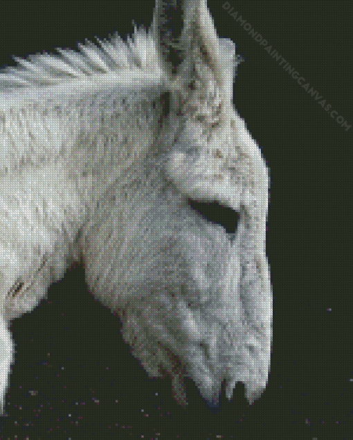 Black And White Donkey Diamond Painting