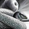 Black And White Snake And Apple Diamond Painting