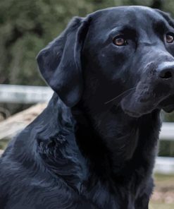 Black Labrador Retriever Diamond Painting