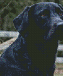 Black Labrador Retriever Diamond Painting