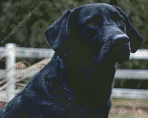 Black Labrador Retriever Diamond Painting