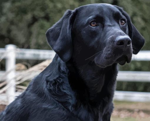 Black Labrador Retriever Diamond Painting