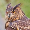 Eagle Owl With Yellow Eyes Diamond Painting