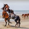 Fighting Horse At The Beach Diamond Painting