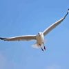 Flying Seagull Diamond Painting