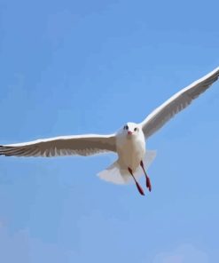 Flying Seagull Diamond Painting