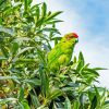 Kakariki With Green Leaves Diamond Painting