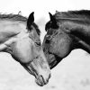 Monochrome Horse Couple Diamond Painting