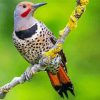 Northern Flicker On Branch Diamond Painting