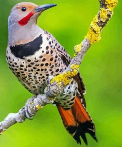 Northern Flicker On Branch Diamond Painting