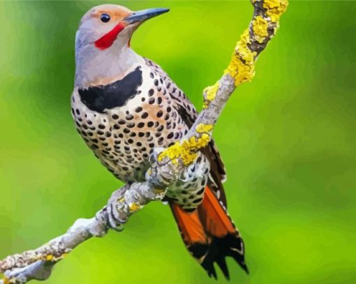 Northern Flicker On Branch Diamond Painting