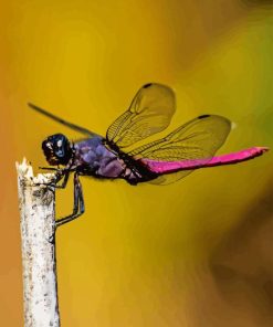 Purple Dragonfly Diamond Painting