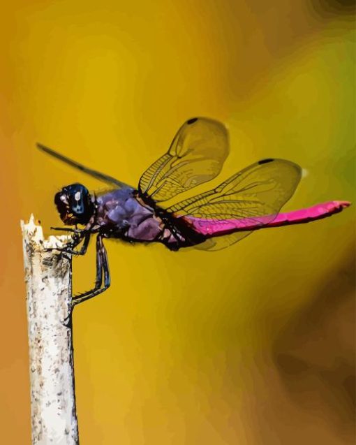 Purple Dragonfly Diamond Painting